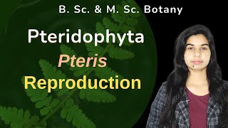 Pteridophyta  Pteris  Sporophyte  Reproduction  Botany  B Sc amp M Sc [upl. by Rheingold]