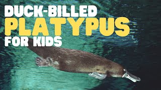 Duckbilled Platypus for Kids  Learn all about this curious mammal [upl. by Naved839]