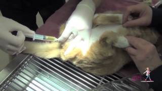 Feline Urethral Obstruction FUO  How to unblock a cat  VETgirl Veterinary CE Videos [upl. by Allehcim]