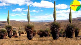 11 Plantas en Peligro de Extinción en el Perú [upl. by Bettina]