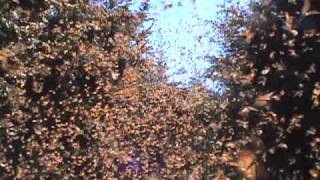 Cascading Monarch Butterflies [upl. by Petey]