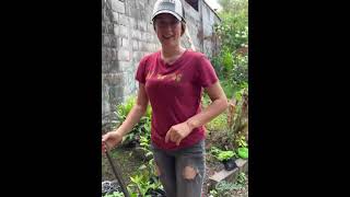 Construí un pequeño invernadero para mis plantas frutales [upl. by Winifred]