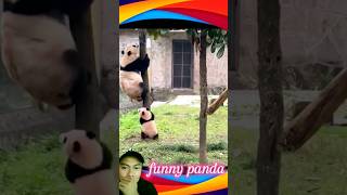 funny panda funny animals panda [upl. by Kcirdlek492]