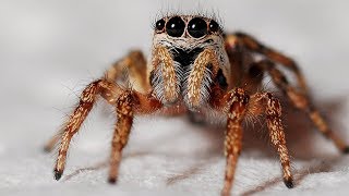 How Do Spiders Make Their Webs with Spider Expert Cheryl Y Hayashi [upl. by Aseram]