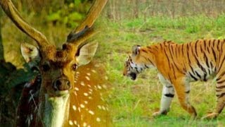 Tiger vs Deer [upl. by Photina]