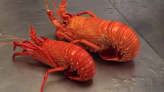 Recfishwest  How to perfectly cook crayfish [upl. by Anilosi]