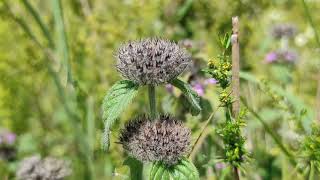 Divlji BosiljakWild BasilClinopodium Vulgare [upl. by Velda]