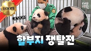 ENG 🐼북적북적🐼 알콩달콩💕 사랑스러움으로 꽉찬 바오패밀리│판다와쏭 133 [upl. by Josepha]