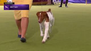 Brittanys  Breed Judging 2024 [upl. by Manwell833]