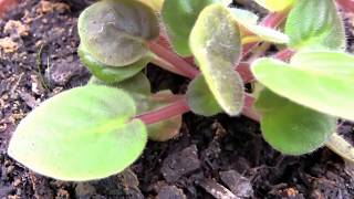 A Young African Violet Saintpaulias plant [upl. by Laurice]