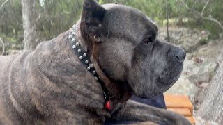 Owning a CANE CORSO may cause PROBLEMS with NEIGHBORS [upl. by Rimma]