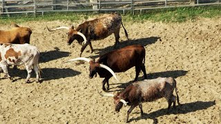 How Longhorn Cattle First Came to Texas [upl. by Eagle543]