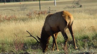 29 Days Walla Walla Elk [upl. by Lalla218]