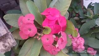 No154 Care tips for Euphorbia milii Crown of thronewinter flower plant Hindi Urdu [upl. by Tamberg]