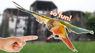 Green Cheek Conure FLIGHT TRAINING BASICS [upl. by Yniattirb]