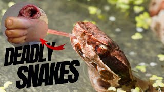 Top 5 Deadly Snakes In The World [upl. by Aramac]