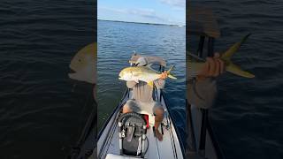 Big jacks small boat🔥gheenoe fishing youtubeshorts like subscribe florida outdoors fish yt [upl. by Akcimehs606]