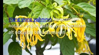 YLANG YAĞI [upl. by Artep653]