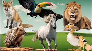 Happy Animal Moment Around Us Fox Lion Porcupine Duck Horse Toucan  Animal moments [upl. by Elleirua]