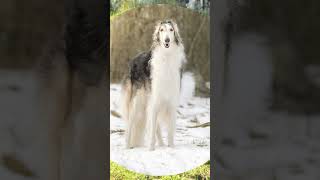 What were Borzoi originally bred for dog facts borzoidog [upl. by Yasui]