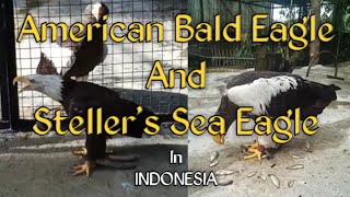 American Bald Eagle and Stellers Sea Eagle in Indonesia  Sudah Langka 1001 Penampakan Aslinya [upl. by Lad746]