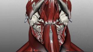 Neck Muscles Anatomy  Anterior Triangle  Part 1 [upl. by Langdon]