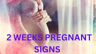 2 weeks pregnant ovum Development Symptoms and Care [upl. by Htebasile]