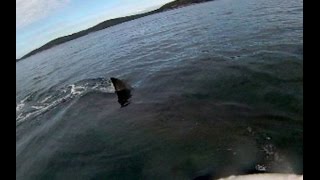 Australian Kayaker Close Encounter With Massive Shark [upl. by Eduardo]