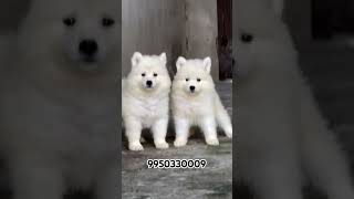 Samoyed Puppy Sale mumbai Maharashtra trending trendingshorts shortfeed dog dogbreed samoyed [upl. by Hillinck]