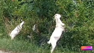 Ang Ganda pagmasdan ng mga kambing na kumakain ng damo sa damuhan [upl. by Aicercul]