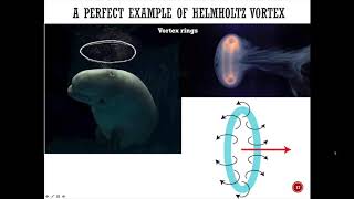 Connection Between Kutta Joukowski Theorem and Finite Wing Aerodynamics [upl. by Marlowe]