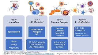 Hypersensitivity Types I to IV in less than 2 minutes [upl. by Hawk513]