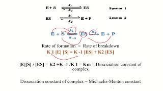 Michaelis–Menten Equation Derivation in Malayalam [upl. by Melloney]