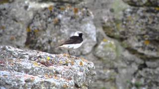 Pied Wheatear Oenanthe pleschanka Bulgaria [upl. by Anauqahc123]