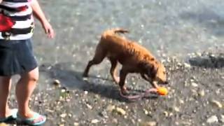 Dog Shaking off Water in High Speed 30  320 fps [upl. by Vally]