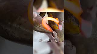 SHOEING A HORSE WITH ABSCESS IN FOOT  FARRIER RESTORATION ASMR [upl. by Anerahs441]