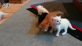 Les 25 premiers jours de 5 chatons en 3 minutes [upl. by Whang]