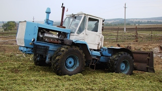 Tractor T150K rammer silage  Трактор Т150К на трамбовке силоса [upl. by Harvie]