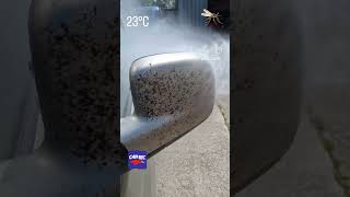 Insect Cleaner cars car detailing cartec carcleaning carwash cleaning vw vwtransporter [upl. by Fabrianne]