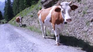 kleine scheidegg walk down to wengen with cows swiss cowbells [upl. by Maren]