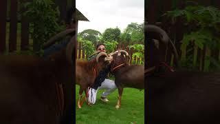 Toggenburg Goats at Exotic Goat Farm Padgha [upl. by Bea]