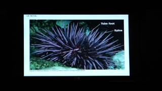 Biology Help BIO 123 Chapter 18 Diversity of Animals [upl. by Haliek131]