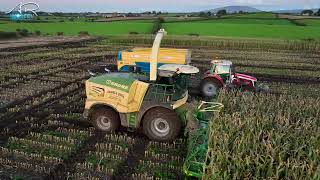 Maize Harvest  Krone Big X 1180 amp 12 Row header  1156 HORSEPOWER [upl. by Arman263]