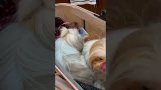 Perrita Shih Tzu Prefiere COMER CIRUELA AMARILLA que ir con su NANA [upl. by Eceinal]