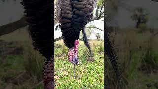 A GIANT Florida Osceola Gobbler viral youtubeshorts trending youtube shorts short turkey [upl. by Telfore]