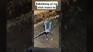 ito pala ang stick insect insect subscribe support like [upl. by Ayoral]