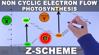 Non Cyclic and Cyclic Electron Flow  Z Scheme [upl. by Ardnot777]