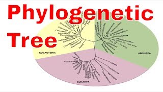 Phylogenetic tree Animation [upl. by Sillaw]