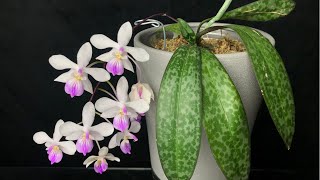 02182022 林登蝴蝶蘭，非常推薦，值得擁有的蘭花Phalaenopsis lindenii [upl. by Cogswell]