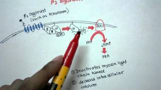 Mechanism of action of Beta 2 agonist [upl. by Eceinhoj]